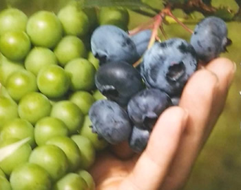 ブルーベリーの写真