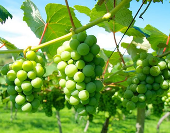 ナイアガラの写真